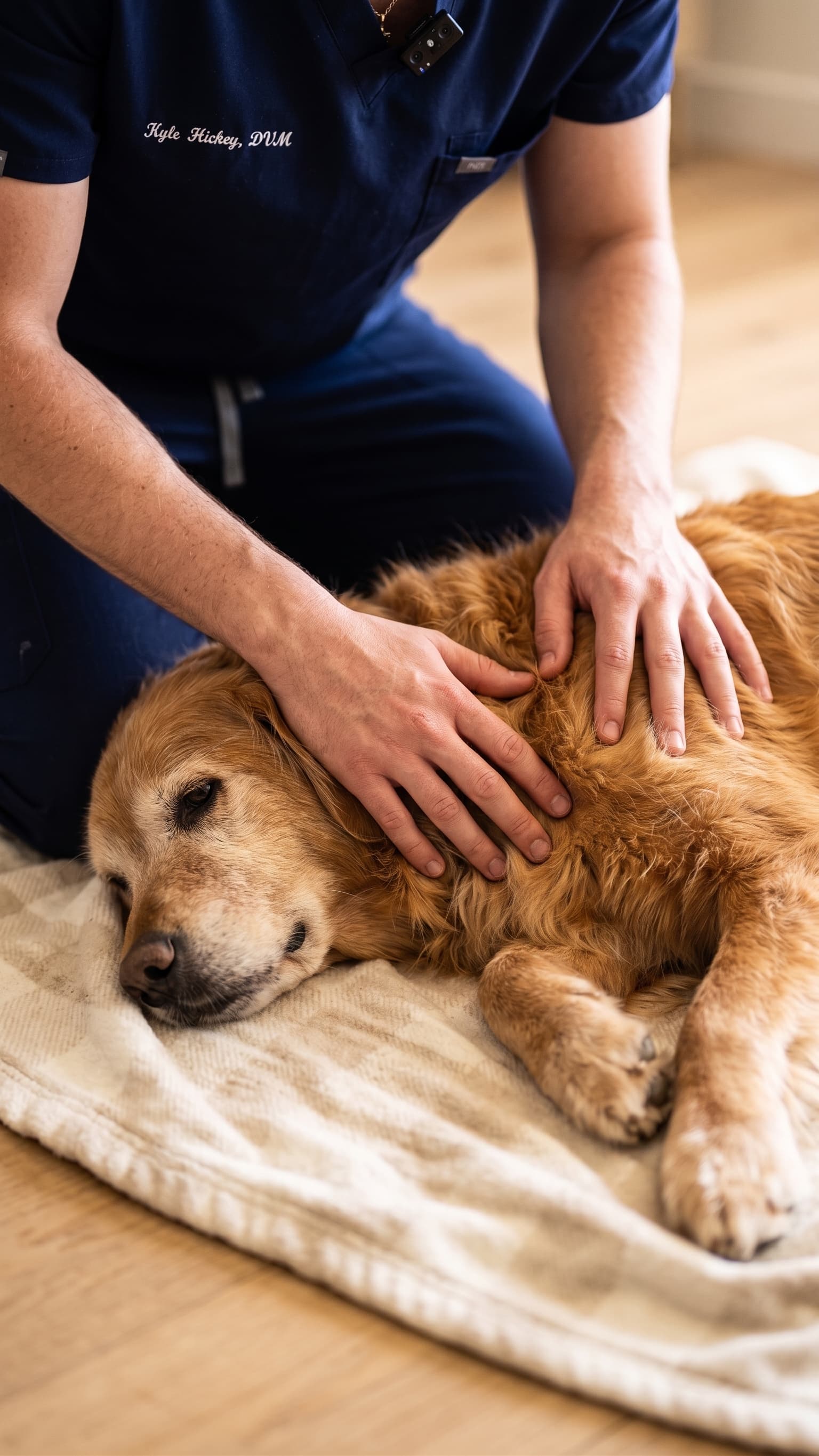 Dr. Hickey's hands gently resting on a dog — quiet, unhurried care